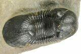 Paralejurus Trilobite With Crotalocephalina & Reedops #372409-3